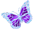 dbutterfly