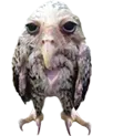 zorpalod