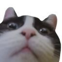 cat_wtf Discord emoji