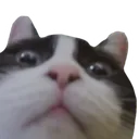 cat_wtf