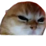 AngyCatto