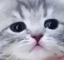 GC_DisbeliefCat GC_DisbeliefCat