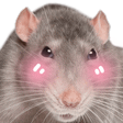 RatFlush Discord emoji