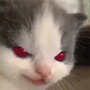 evilcatsmirk Discord Emoji