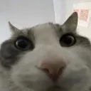 Cats Cats