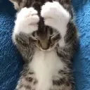 kitty Discord Emoji