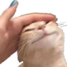 catpat