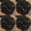 4stevens