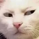 cat_mmh_Ivya Discord Emoji