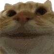 catYep