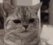 catfacecatfaces