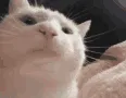 catjamcatdancing