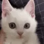 kitty
