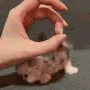 pokepeek