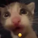cat_shock