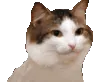 Party_Cat