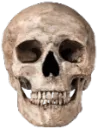 skull
