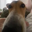 sniff