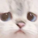 cat_3