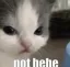 Cat_Not_Hehe Discord Emoji