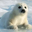 dr_seal