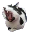 Oreo_yawn Oreo_yawn