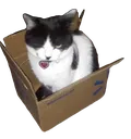 Oreo_box