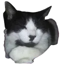 Oreo_happy