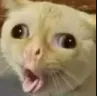 Vomit