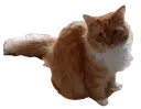 Garfiel_wait