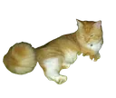 Garfield_chill