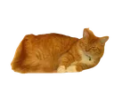 Garfield_sleep