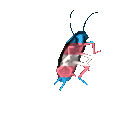 TransRoach