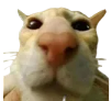 cat_react Discord emoji
