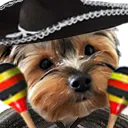 forsenPerro