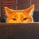catstare