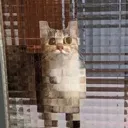 funny_cat1 Discord Emoji