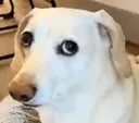 Dog_scared