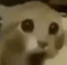 o_