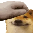Doggypatpat