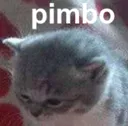 pimbo