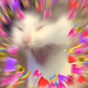 catlove