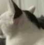 codeitCatAyoWhat