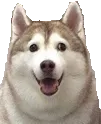 fatHusky