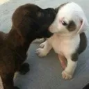 Kisslovebite
