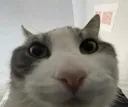 Stare