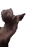 wiggledance