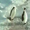 im_pengu_slap im_pengu_slap