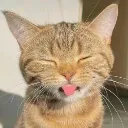 prettysillycat