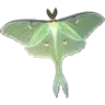 GC_luna_moth GC_luna_moth